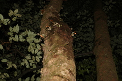 Dysoxylum parasiticum