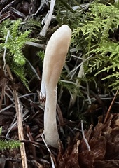 Trichoderma leucopus