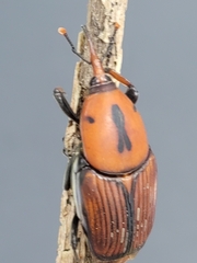 Rhynchophorus ferrugineus