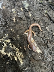 Ensatina eschscholtzii