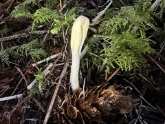 Trichoderma leucopus