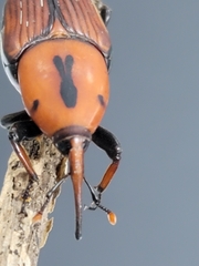 Rhynchophorus ferrugineus