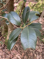 Ficus rubiginosa