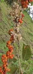 Iochroma arborescens