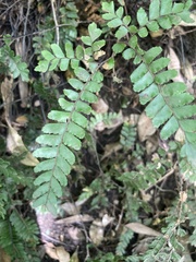 Adiantum