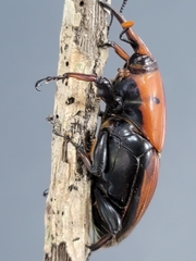 Rhynchophorus ferrugineus