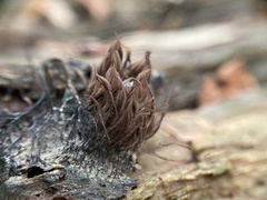 Stemonitis