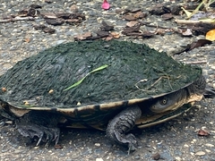 Chelodina