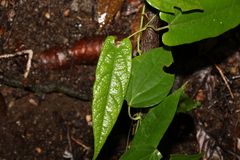 Aristolochia deltantha