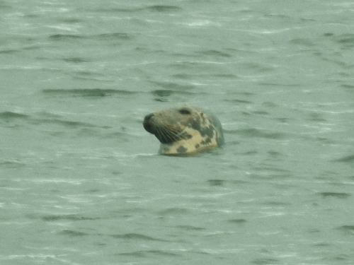 Atlantic Grey Seal photographed in Rhode Island