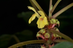 Paraphlomis javanica