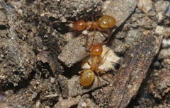 Lasius californicus