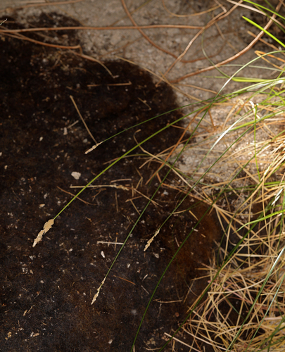 sturdy sedge (Carex alma)