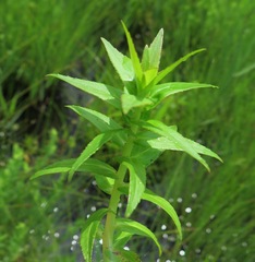 Lobelia sessilifolia