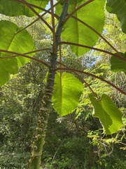 Hura polyandra