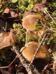 Armillaria sinapina