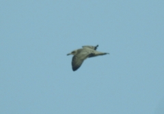 Larus fuscus