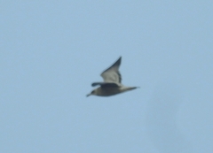 Larus fuscus