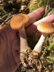 Armillaria sinapina