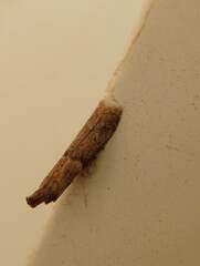 Pyraloidea