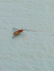 Bombyliidae
