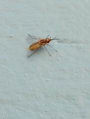 Bombyliidae
