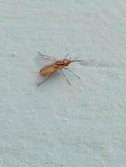 Bombyliidae
