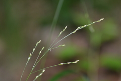 Poa saltuensis