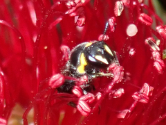 Hylaeus euxanthus