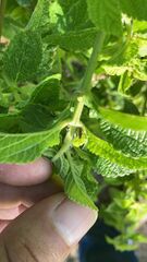 Teleonemia scrupulosa