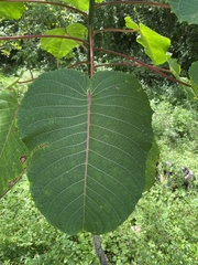 Hura polyandra
