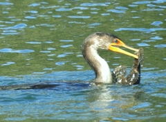 Myoxocephalus scorpius