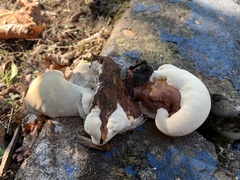 Ganoderma polychromum