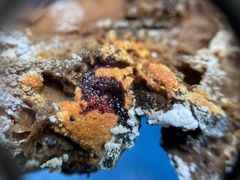Hypomyces aurantius