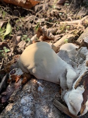 Ganoderma polychromum