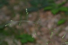Poa saltuensis