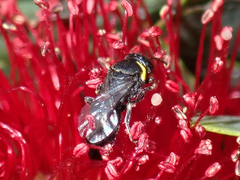 Hylaeus euxanthus
