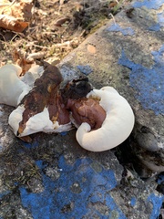 Ganoderma polychromum