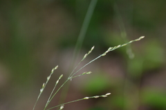Poa saltuensis