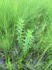 Lobelia sessilifolia