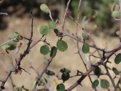 Amelanchier utahensis