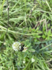 Pachodynerus nasidens