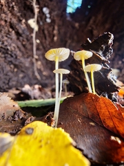 Mycena crocea