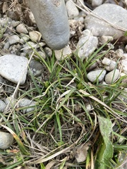 Carex breviculmis
