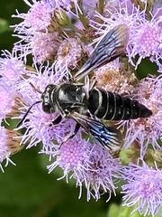Coelioxys dolichos