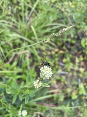 Pachodynerus nasidens