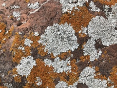 Physcia caesia