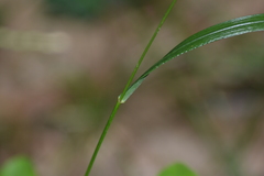 Poa saltuensis