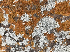 Physcia caesia
