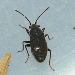 Stygnocoris rusticus